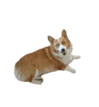 コーギー犬♡てるくん（個別スタンプ：36）