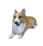 コーギー犬♡てるくん（個別スタンプ：37）