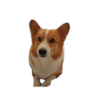 コーギー犬♡てるくん（個別スタンプ：38）
