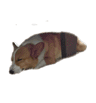コーギー犬♡てるくん（個別スタンプ：39）