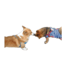 コーギー犬♡てるくん（個別スタンプ：40）