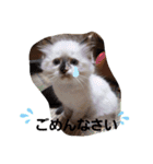 punyara family（個別スタンプ：8）