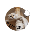 punyara family（個別スタンプ：10）