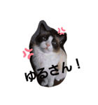 punyara family（個別スタンプ：11）