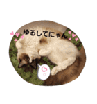 punyara family（個別スタンプ：13）