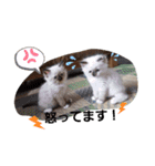 punyara family（個別スタンプ：16）