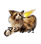 punyara family（個別スタンプ：17）