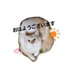 punyara family（個別スタンプ：22）