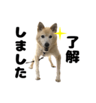 雑種犬ピョン吉の丁寧語スタンプ（個別スタンプ：1）