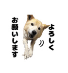 雑種犬ピョン吉の丁寧語スタンプ（個別スタンプ：2）