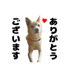 雑種犬ピョン吉の丁寧語スタンプ（個別スタンプ：3）