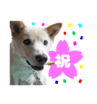 雑種犬ピョン吉の丁寧語スタンプ（個別スタンプ：4）