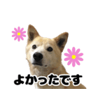雑種犬ピョン吉の丁寧語スタンプ（個別スタンプ：7）