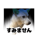 雑種犬ピョン吉の丁寧語スタンプ（個別スタンプ：8）