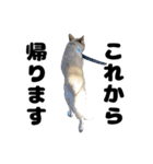 雑種犬ピョン吉の丁寧語スタンプ（個別スタンプ：9）