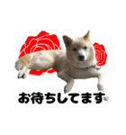 雑種犬ピョン吉の丁寧語スタンプ（個別スタンプ：10）