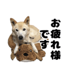雑種犬ピョン吉の丁寧語スタンプ（個別スタンプ：11）