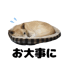 雑種犬ピョン吉の丁寧語スタンプ（個別スタンプ：12）