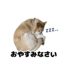 雑種犬ピョン吉の丁寧語スタンプ（個別スタンプ：13）