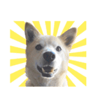 雑種犬ピョン吉の丁寧語スタンプ（個別スタンプ：14）