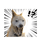 雑種犬ピョン吉の丁寧語スタンプ（個別スタンプ：16）
