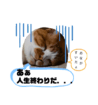 It doesn't stamps（個別スタンプ：5）