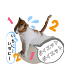 It doesn't stamps（個別スタンプ：7）