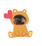 ヨーキーライフ3（個別スタンプ：6）
