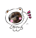 ヨーキーライフ3（個別スタンプ：7）