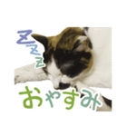 幸せの三毛猫ミーちゃん（個別スタンプ：5）