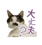 幸せの三毛猫ミーちゃん（個別スタンプ：7）