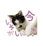 幸せの三毛猫ミーちゃん（個別スタンプ：10）