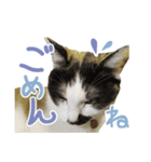 幸せの三毛猫ミーちゃん（個別スタンプ：11）