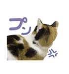 幸せの三毛猫ミーちゃん（個別スタンプ：12）