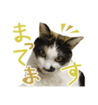 幸せの三毛猫ミーちゃん（個別スタンプ：15）