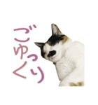 幸せの三毛猫ミーちゃん（個別スタンプ：16）