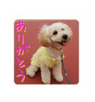 トイプードルミル（個別スタンプ：3）