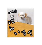 トイプードルミル（個別スタンプ：5）