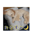 トイプードルミル（個別スタンプ：7）