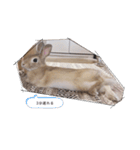 江上家のじゃがいもが可愛すぎる（個別スタンプ：16）