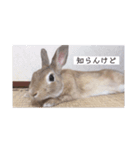 江上家のじゃがいもが可愛すぎる（個別スタンプ：23）