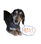 ラッキーのかわいいスタンプ（個別スタンプ：2）
