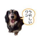 ラッキーのかわいいスタンプ（個別スタンプ：7）