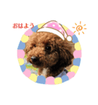 ドッグリーフのスクール生たち 2（個別スタンプ：1）