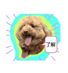 ドッグリーフのスクール生たち 2（個別スタンプ：3）
