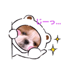 シーズーらーちゃん感情編（個別スタンプ：1）