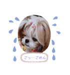 シーズーらーちゃん感情編（個別スタンプ：10）
