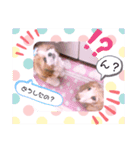 シーズーらーちゃん感情編（個別スタンプ：11）