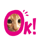 にゃザラシ（個別スタンプ：1）