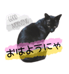 ◆黒猫◆はるくんの元気な日常♪（個別スタンプ：1）